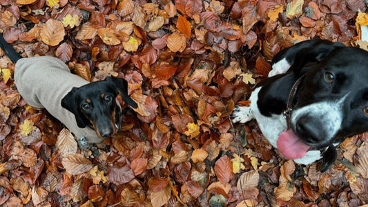 PAWTNER Hilda & Hugo