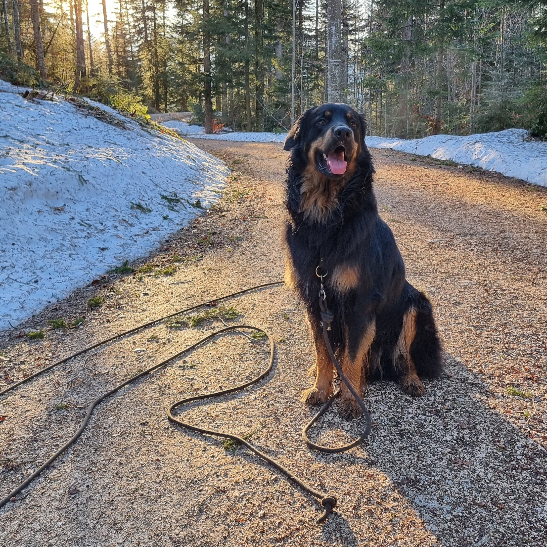 dog leash BELLA