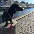 Bild in Galerie-Betrachter laden, Hundehalsband GRINGO | 8 mm | unser Klassiker
