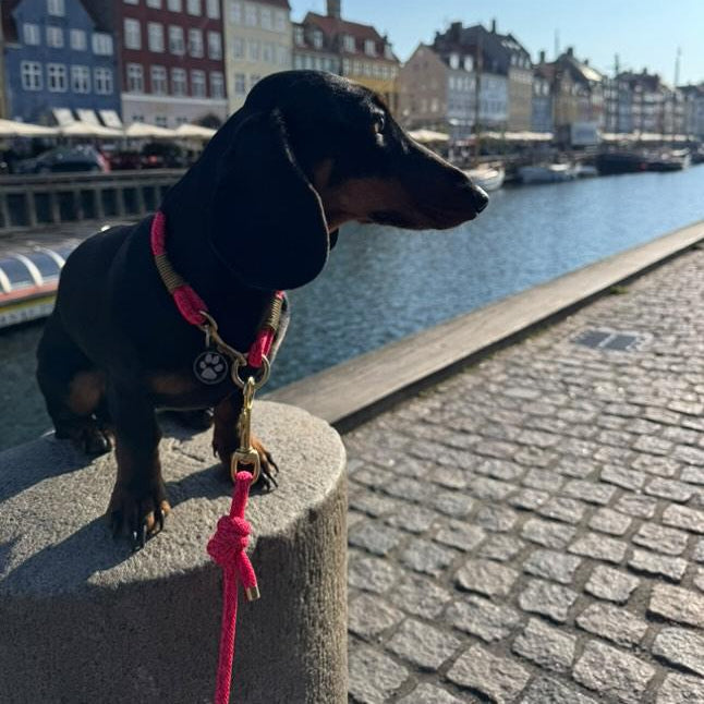 Hundehalsband Gringo Bild Hilda